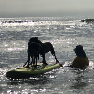 Sun and Surfdogs