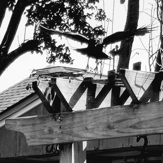 The Unbearable Flightness of Birding Pt. 1