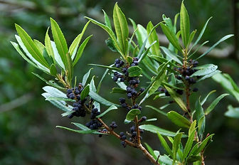 wax myrtle.jpg
