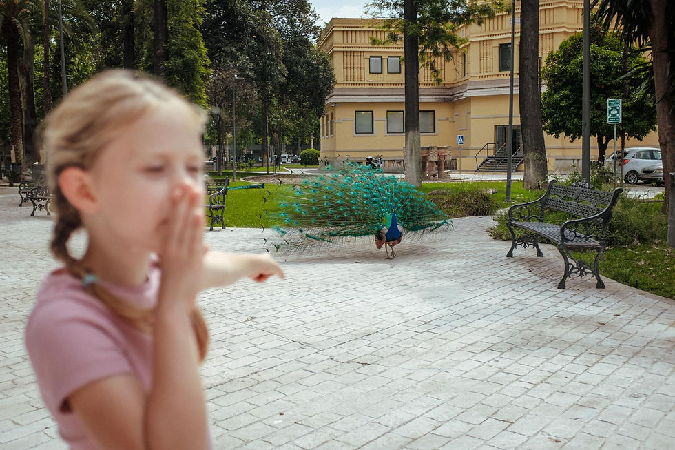 pávi v parku María Luisa