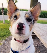 Screen Shot 2021-11-24 at 1.52.12 PM.png