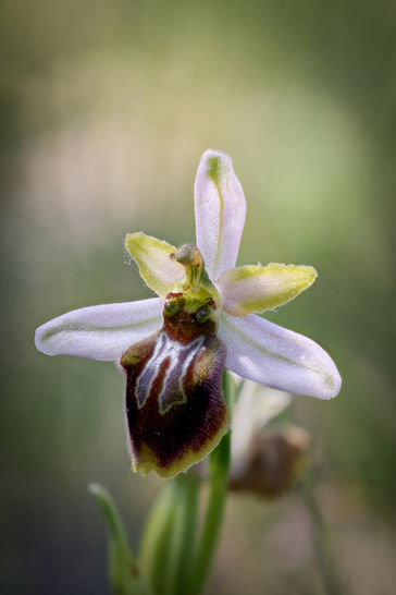 Ophrys splendida