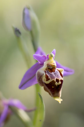 Ophrys heldreichii.