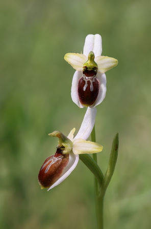Ophrys splendida
