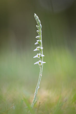 Spiranthes spiralis