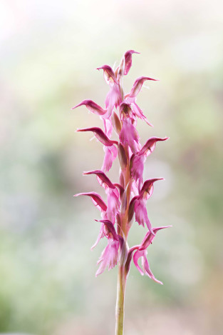 Anacamptis sancta