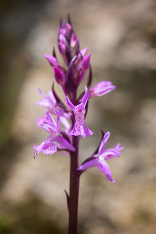 Dactylorhiza elata