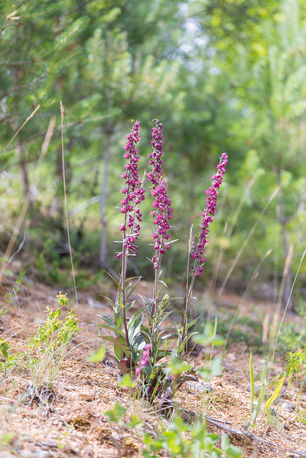 Epipactis atrorubens