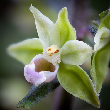 Epipactis purpurata