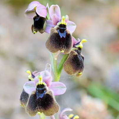 Ophrys normanii