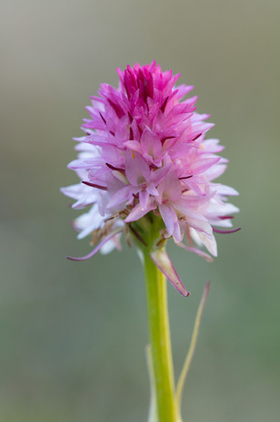 Gymnadenia corneliana