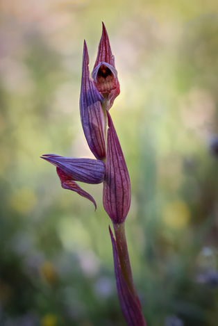 Serapias bergonii