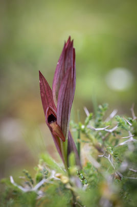 Serapias bergonii