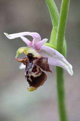 Ophrys umbilicata