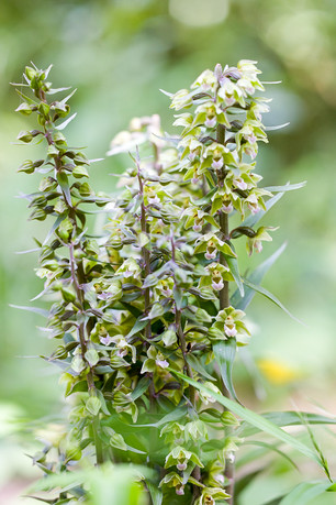 Epipactis purpurata
