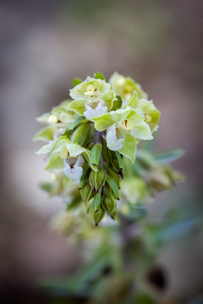 Epipactis purpurata