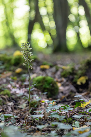 Epipactis purpurata