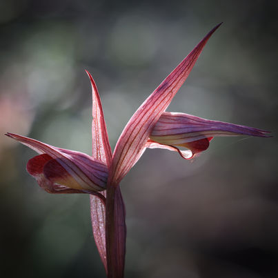 Serapias bergonii
