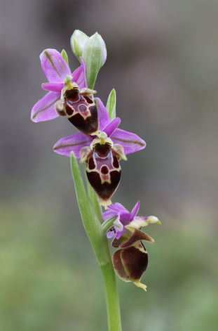 Ophrys heldreichii.