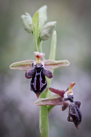Ophrys cretica