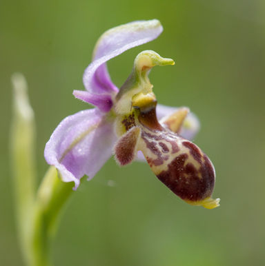 Ophrys scolopax