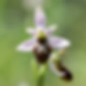 Orchidee-photo.com. Ophrys arachnitiformis. Ophrys forme araignée