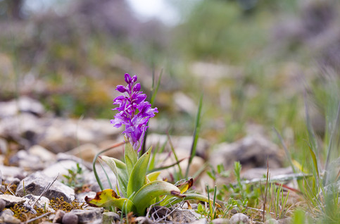 Orchis ichnusae