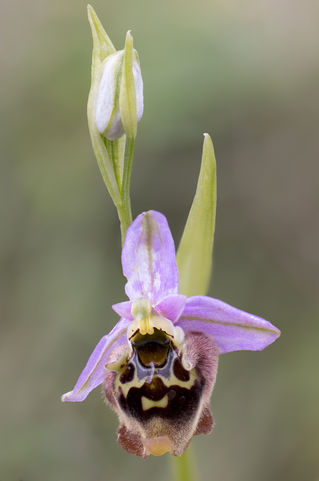 Ophrys heldreichii.