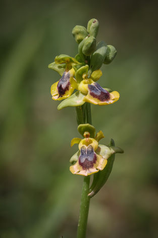 Ophrys phryganae