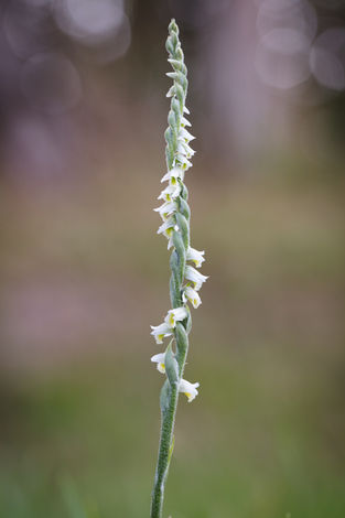 Spiranthes spiralis
