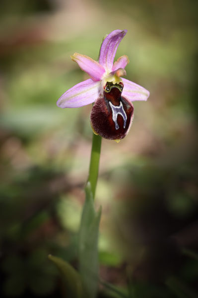 Ophrys splendida