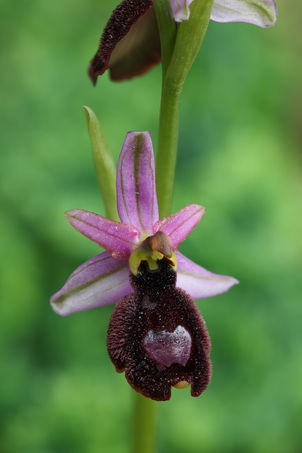 Ophrys aurelia