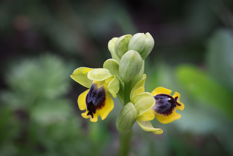 Ophrys phryganae