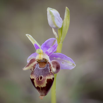 Ophrys heldreichii.