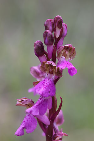 Orchis spitzelii