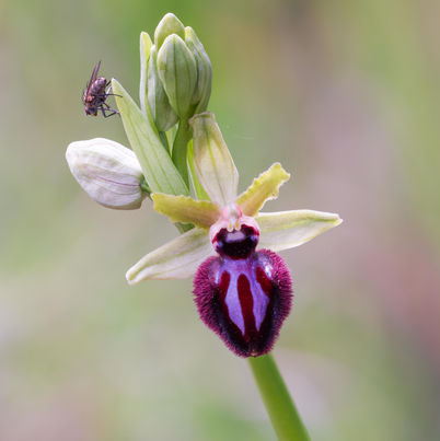Ophrys incubacea
