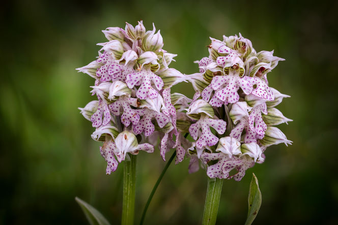 Neotinea lactea