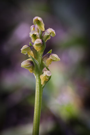 Chamorchis alpina