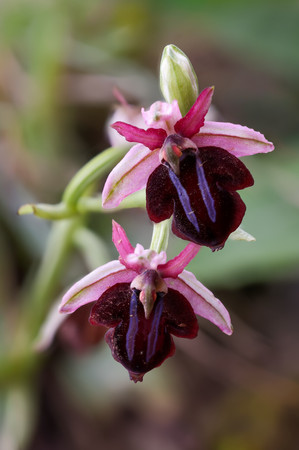 Ophrys spruneri