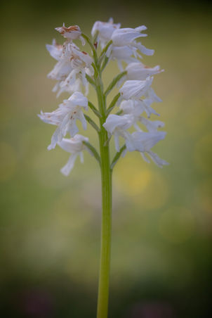 Orchis militaris hypochrome