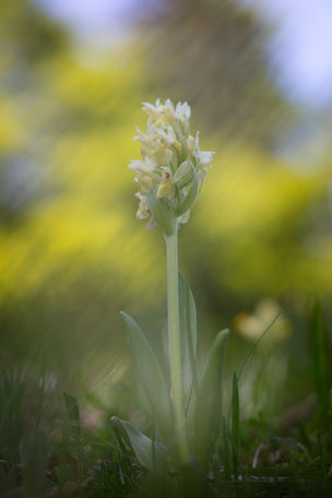 Dactylorhiza sambucina