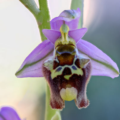 Ophrys episcopalis