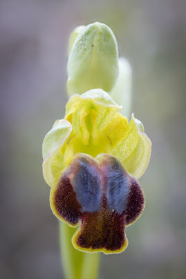 Ophrys creberrima.