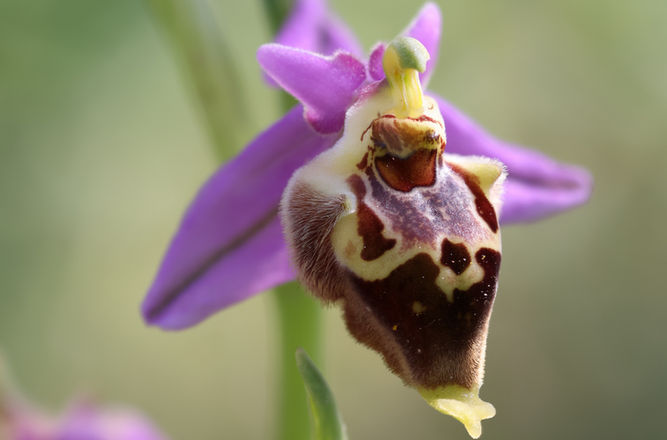 Ophrys heldreichii.