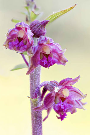 Epipactis atrorubens