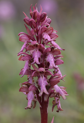 CR5_0893 DPP 05 04 26.jpg
