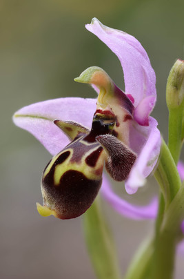 Ophrys umbilicata