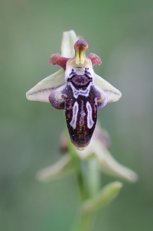 Ophrys cretica