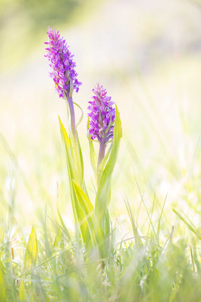 Dactylorhiza incarnata