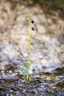 Ophrys incubacea